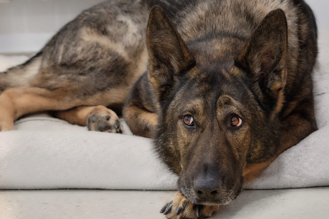 What Is The Best Age To Neuter A German Shepherd Dog