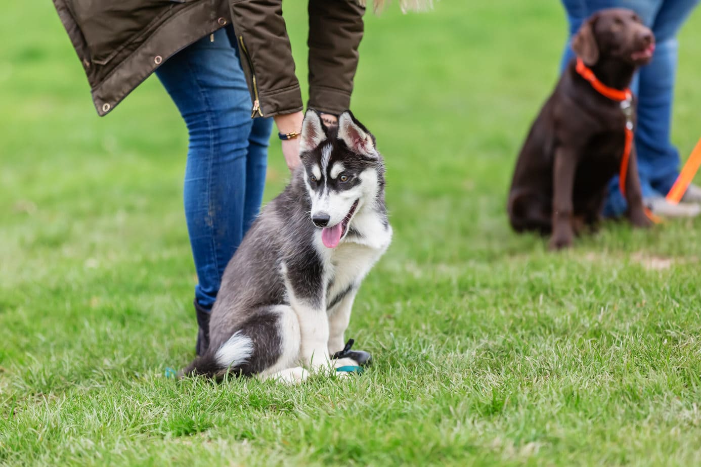 Choosing Your Perfect Puppy Class Rebarkable