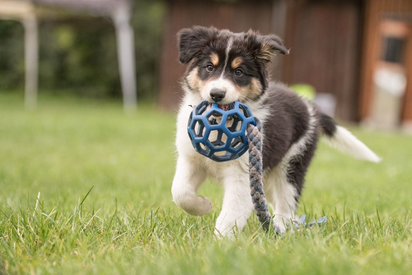 2022’s Best Puppy Toys And They’re All On Amazon!