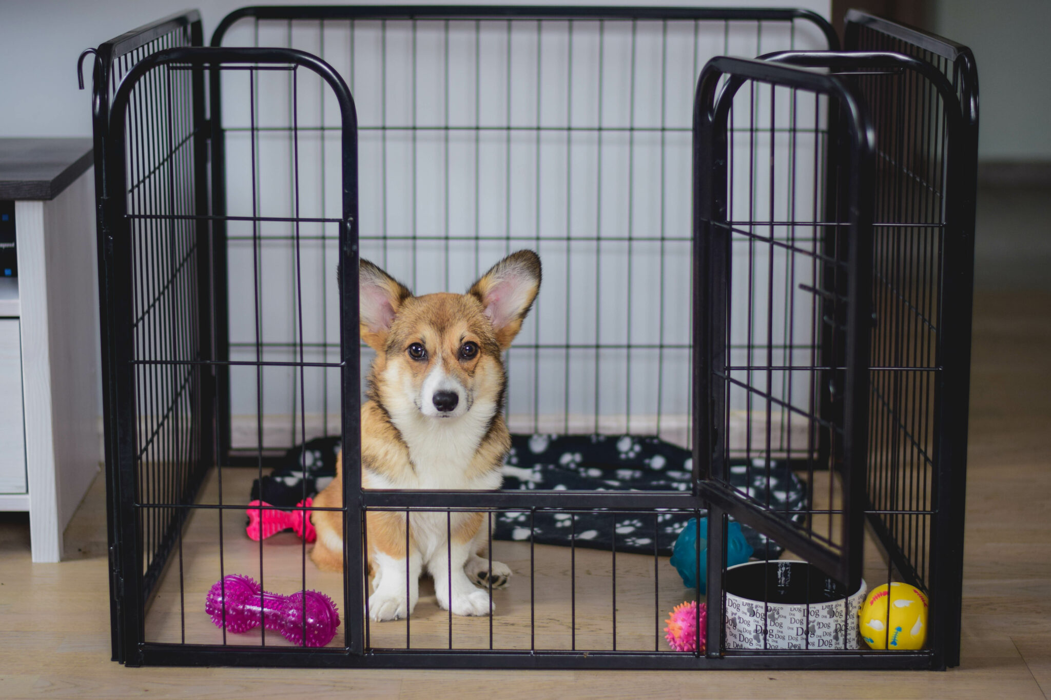 How to Crate Train Your Dog in 9 Easy Steps Rebarkable