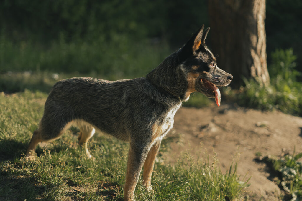 When Is The Best Time To Spay Or Neuter My Australian Cattle Dog