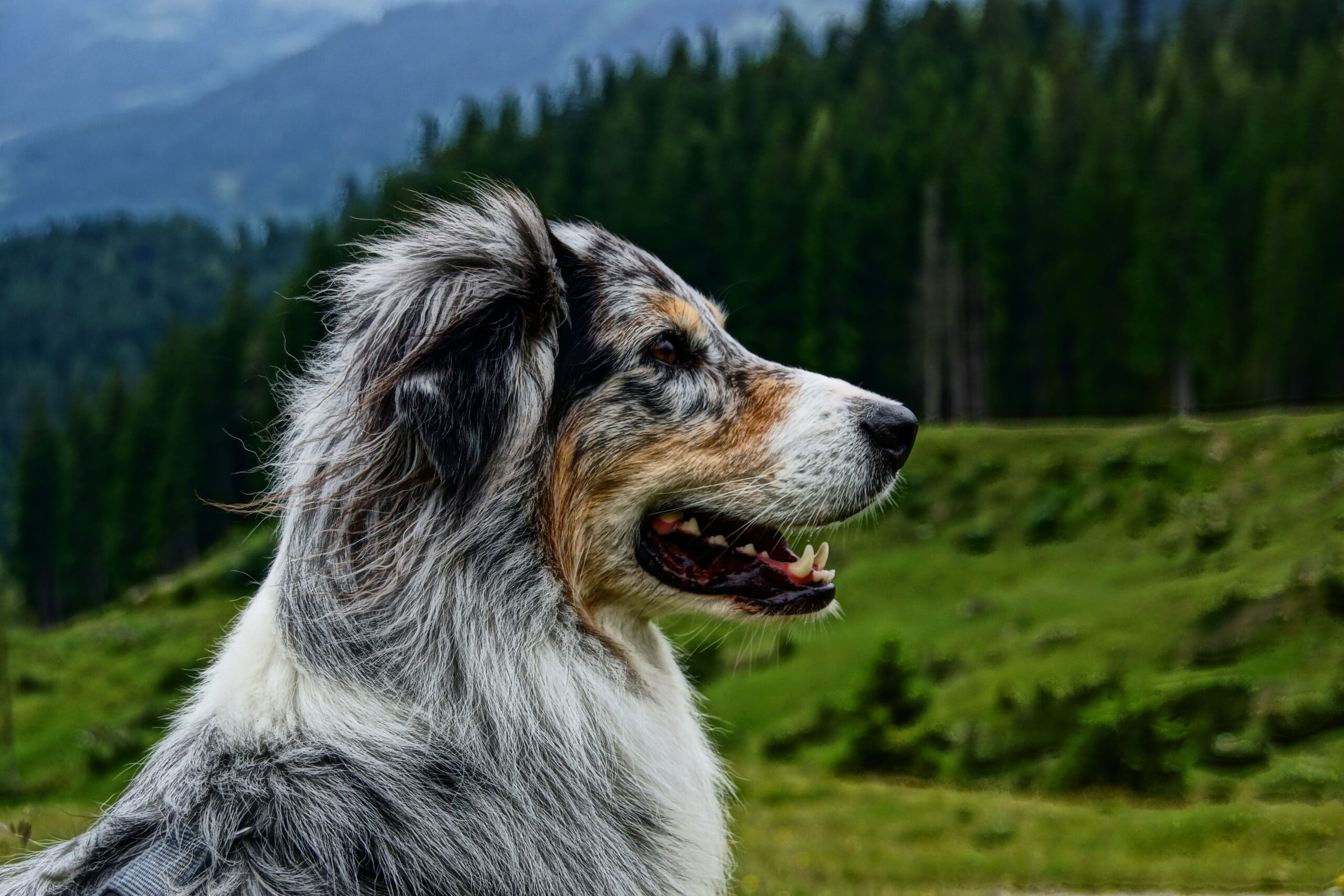 When Should You Spay A Australian Shepherd