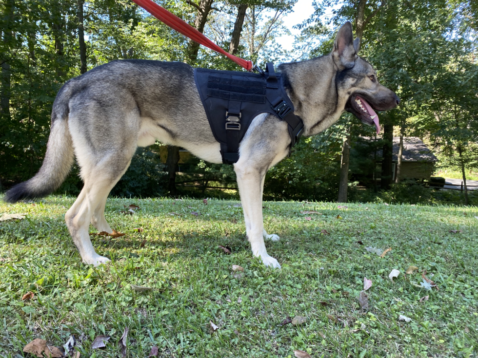IceFang Tactical Harness For Dogs An Honest Review Rebarkable