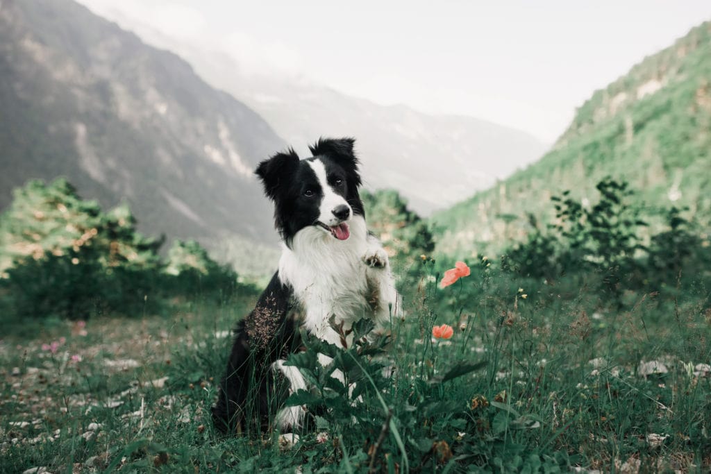 When Is The Best Time To Spay Or Neuter My Border Collie? - Rebarkable