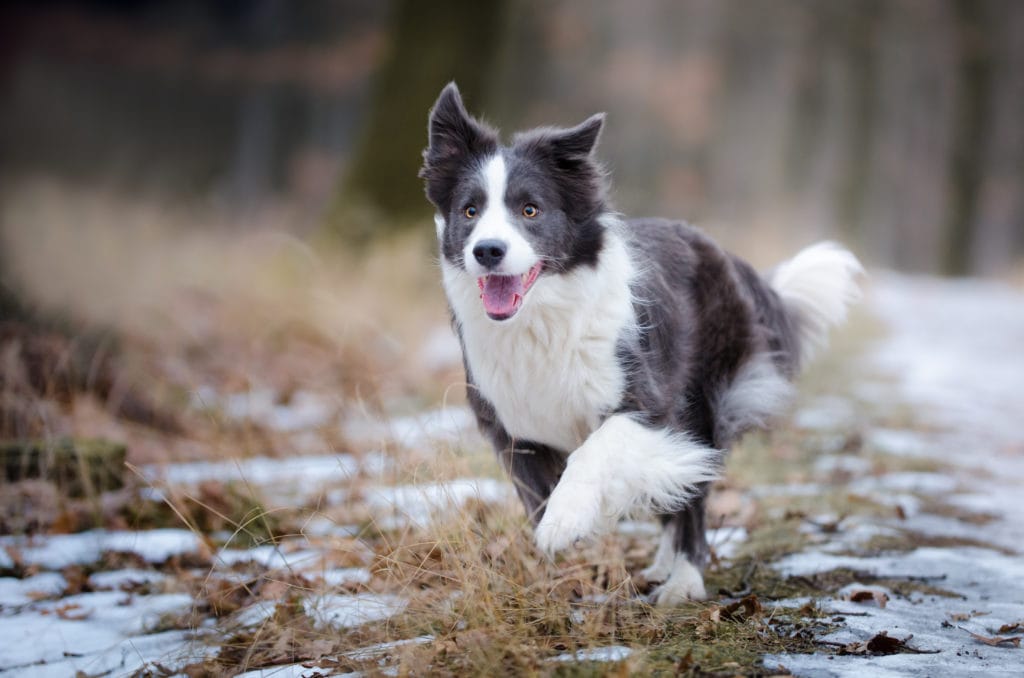 When Is The Best Time To Spay Or Neuter My Border Collie? - Rebarkable