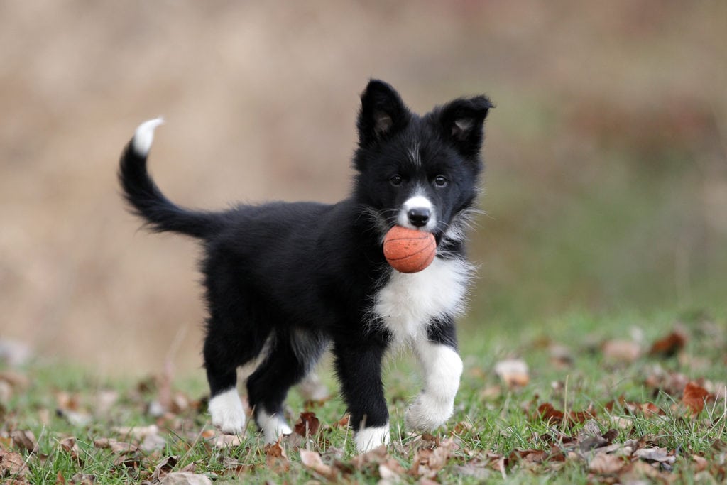 When Is The Best Time To Spay Or Neuter My Border Collie? - Rebarkable