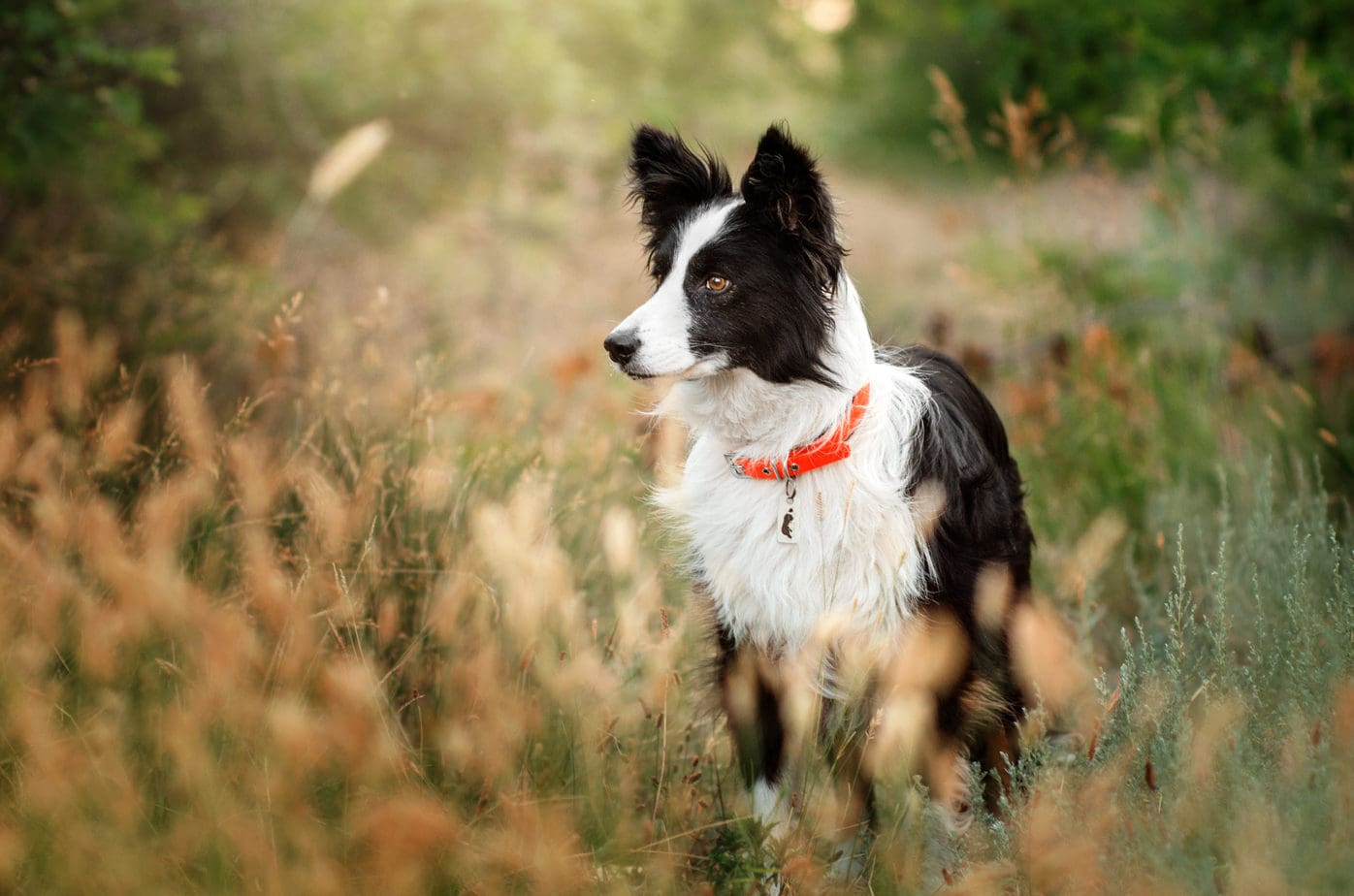 When Is The Best Time To Spay Or Neuter My Border Collie? - Rebarkable