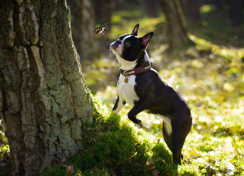 When Is The Best Time To Spay Or Neuter My Boston Terrier? Rebarkable