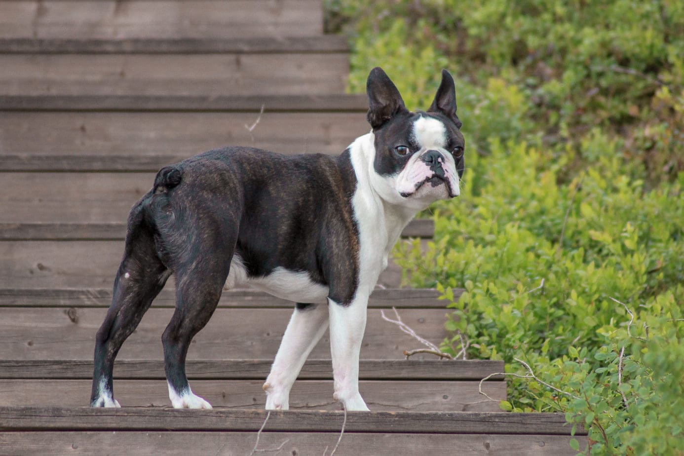 When Is The Best Time To Spay Or Neuter My Boston Terrier? Rebarkable