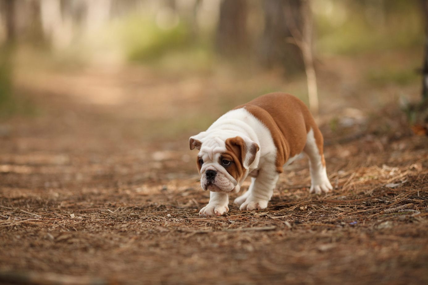 How To Impregnate A English Bulldog