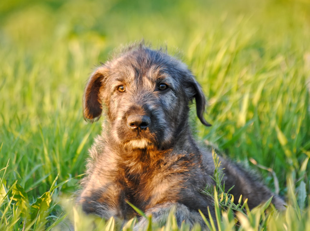 When Is The Best Time to Spay Or Neuter My Irish Wolfhound? Pet Klean