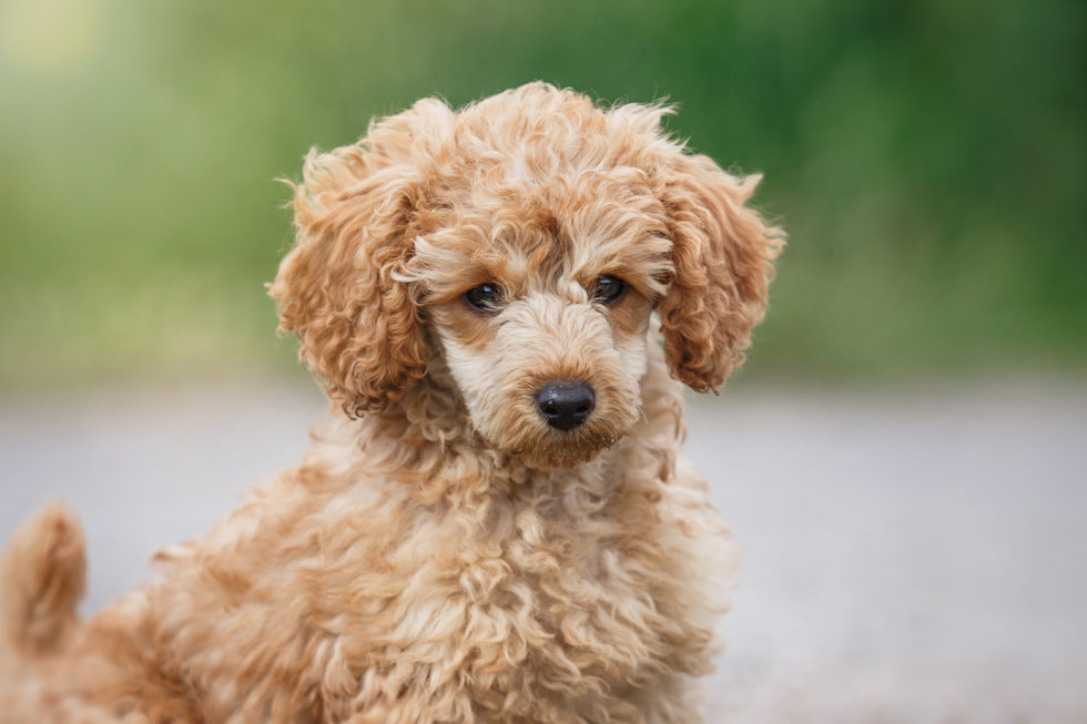 When Is The Best Time To Spay Or Neuter My Miniature Poodle? Rebarkable