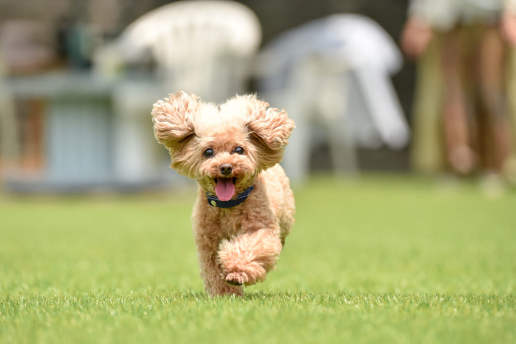 When Should I Spay My Toy Poodle