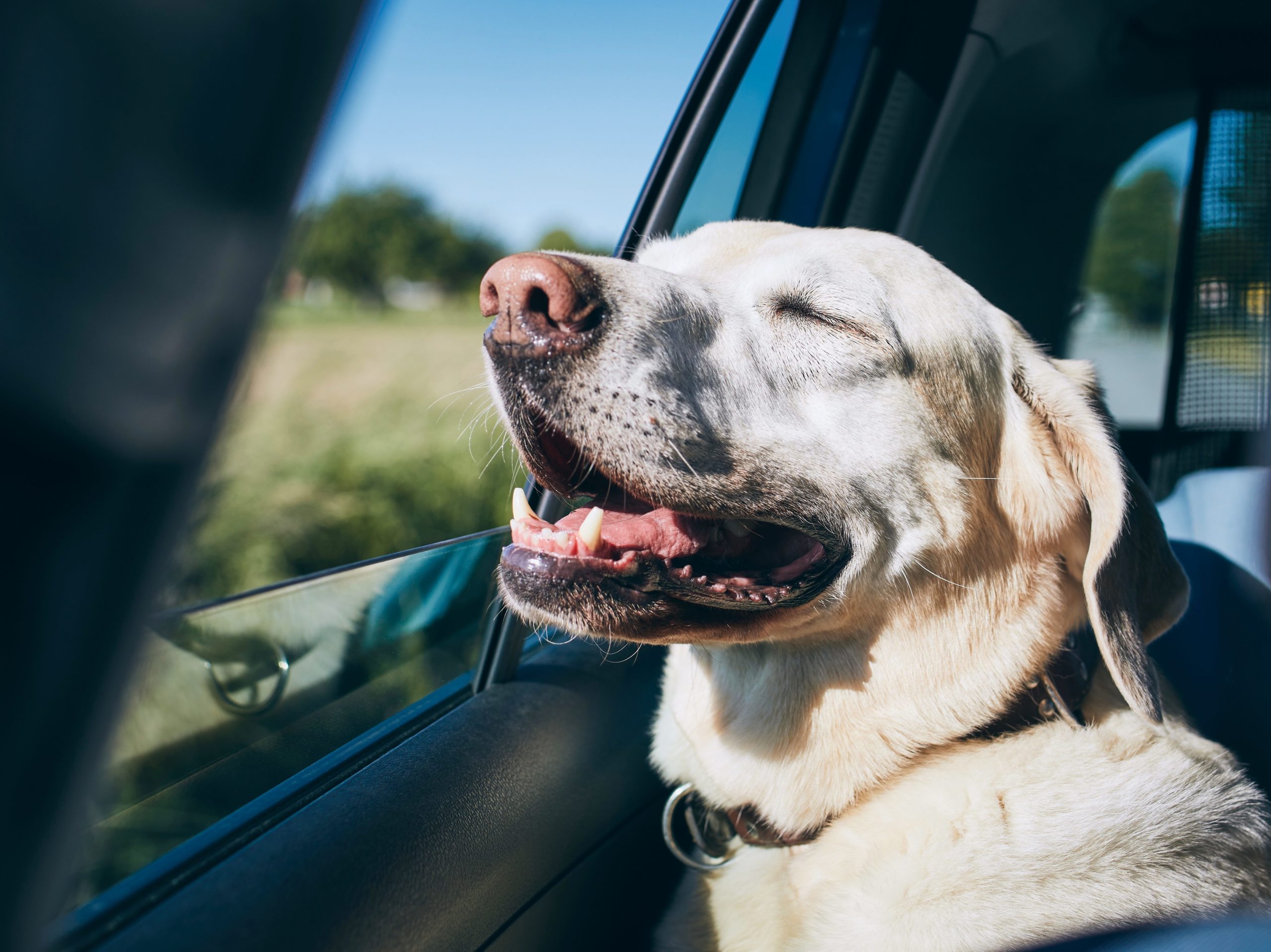 How To Help Your Car Sick Dog (With Simple Training) Rebarkable