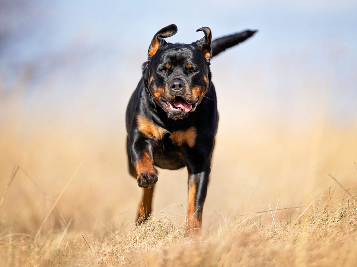 When Is The Best Time To Spay Or Neuter My Rottweiler Rebarkable