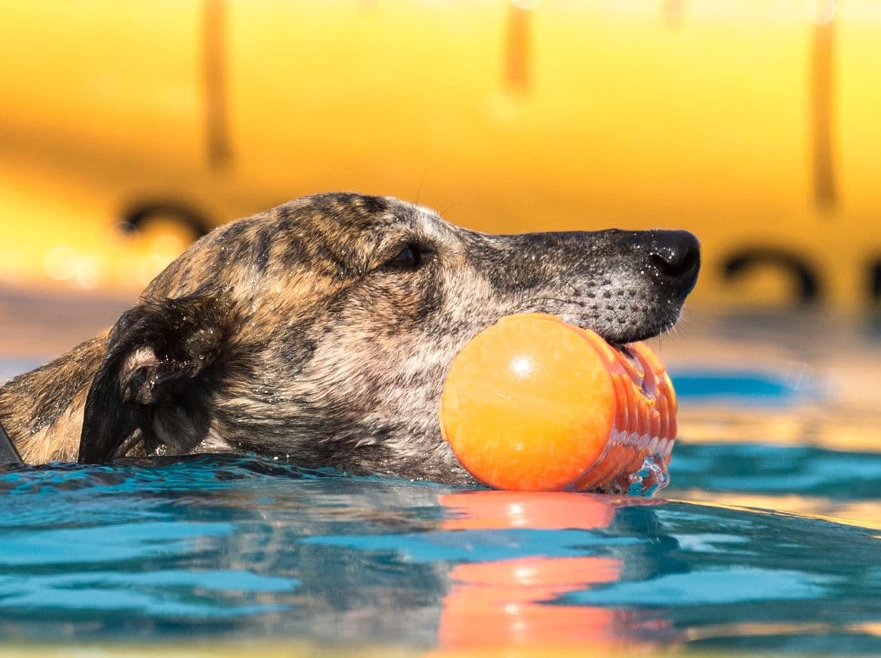 Water Intoxication What happens when your dog drinks too much water