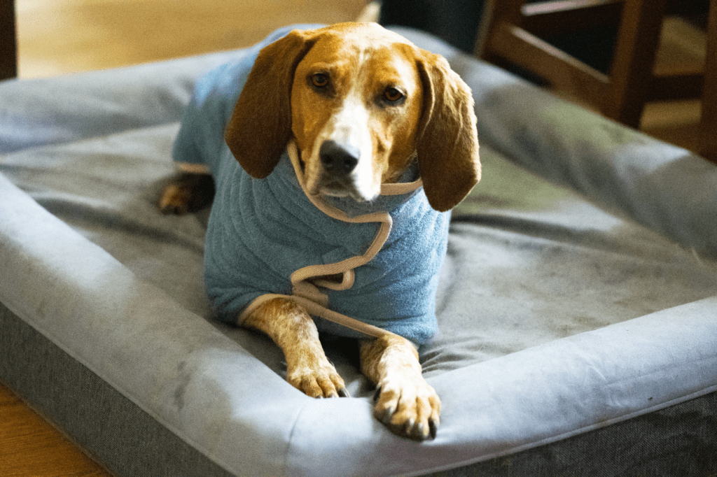 The Casper Dog Bed An Honest Review Rebarkable