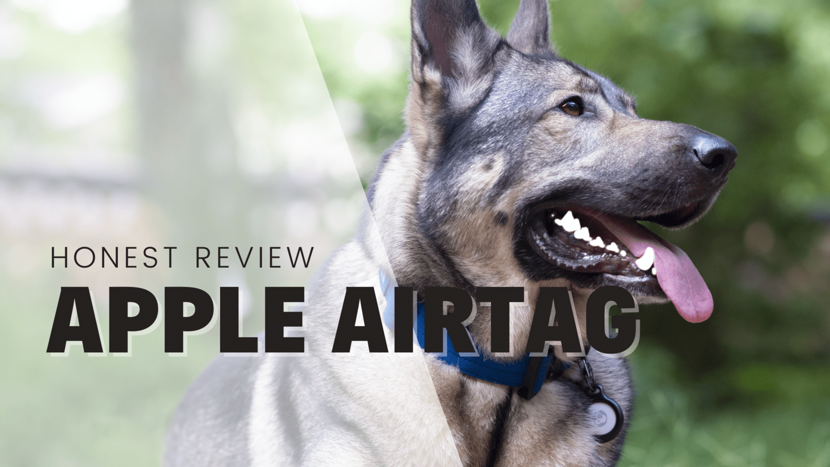 Apple AirTag As A Dog Tracker An Honest Review Rebarkable
