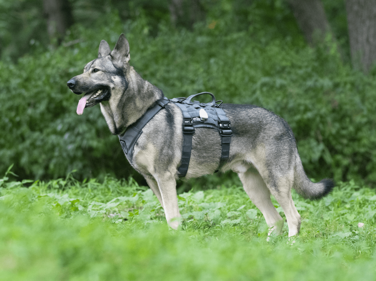 Modern Icon Tracking Dog Harness An Honest Review Rebarkable