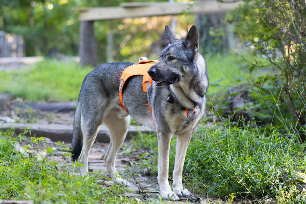 29 Best Dog Harnesses 2024 By A Professional Trainer (Tried & Tested