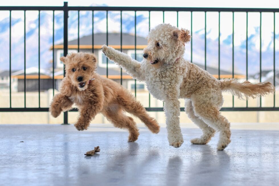 Goldendoodles Everything you need to know about goldendoodles. Rebarkable