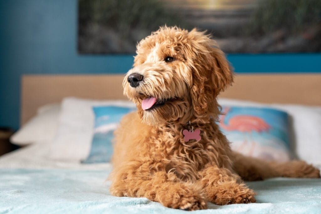 Goldendoodles Everything you need to know about goldendoodles. Pet Lovers News Hub