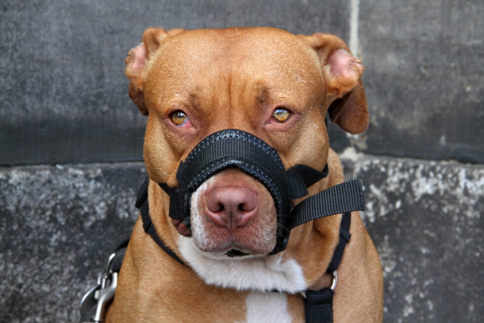 All About Soft Muzzles For Dogs (Aka Emergency Muzzles) Rebarkable