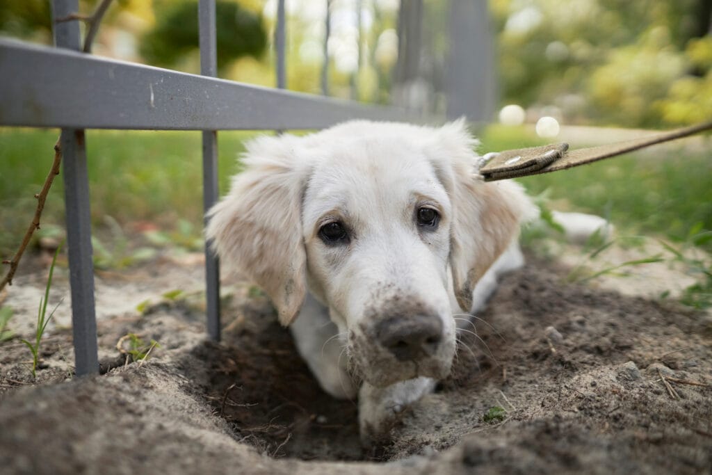 How To Manage A Dog Who Is An Escape Artist Rebarkable