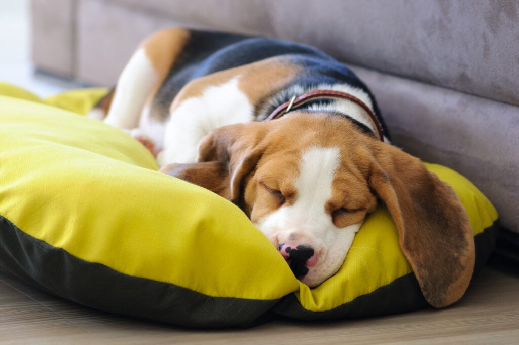 What Time Should A Puppy Go To Bed? Rebarkable