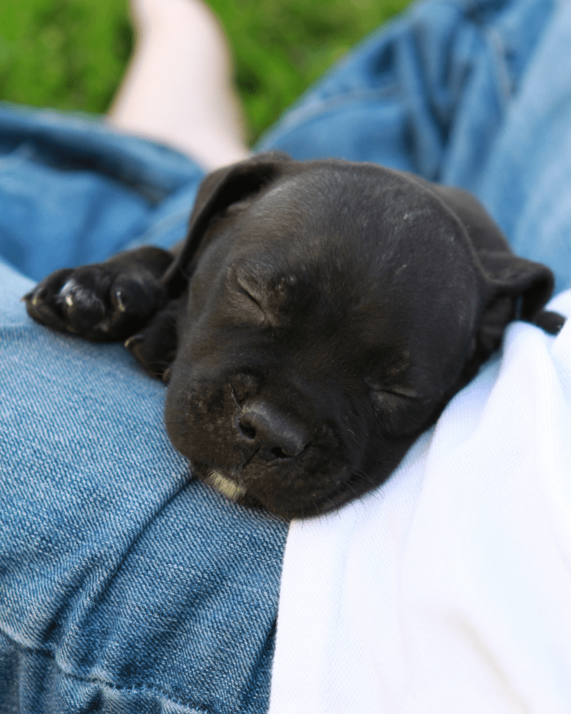 Why Did My Puppy Pee On Me? Puppy Expert Explains