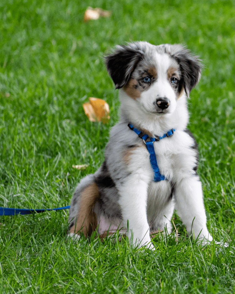 Why Did My Puppy Pee On Me? Puppy Expert Explains Rebarkable