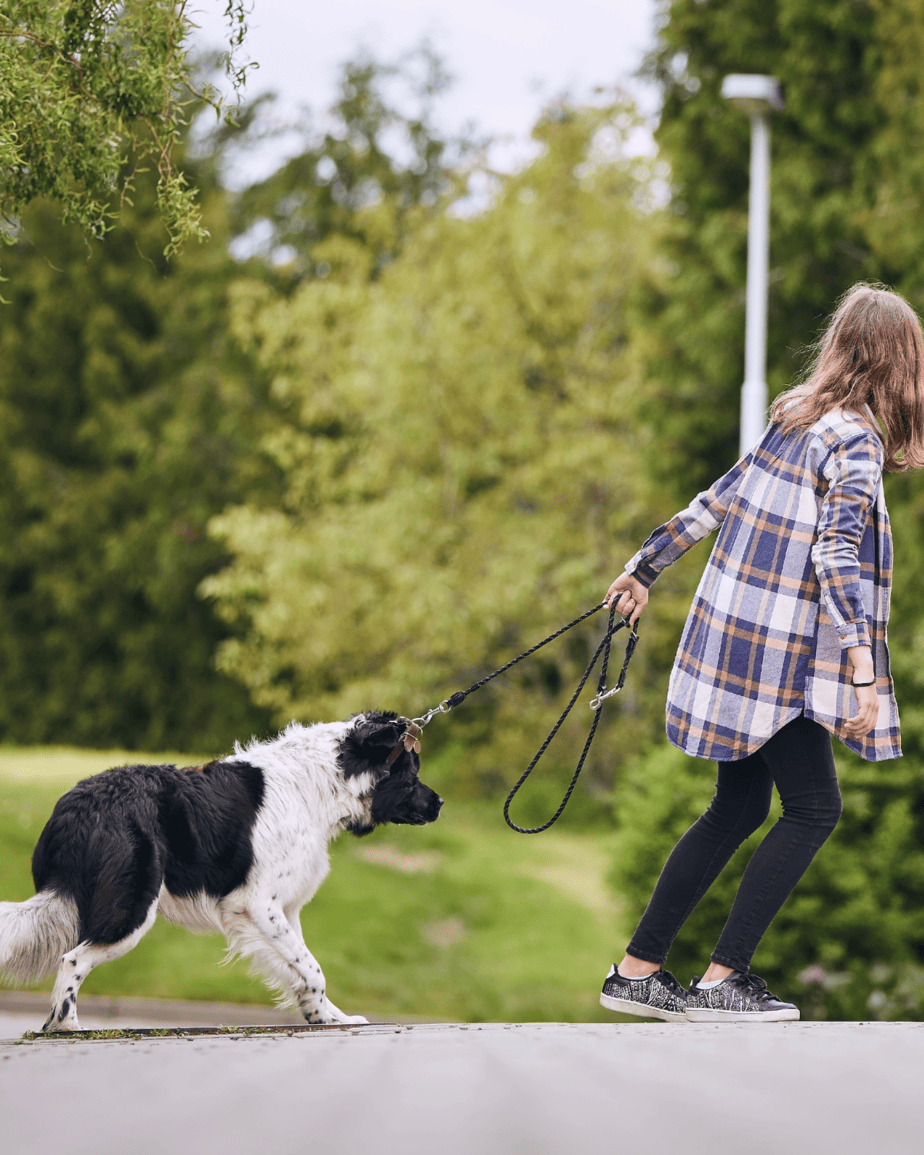 Your Guide To Training A Stubborn Puppy Or Dog Rebarkable