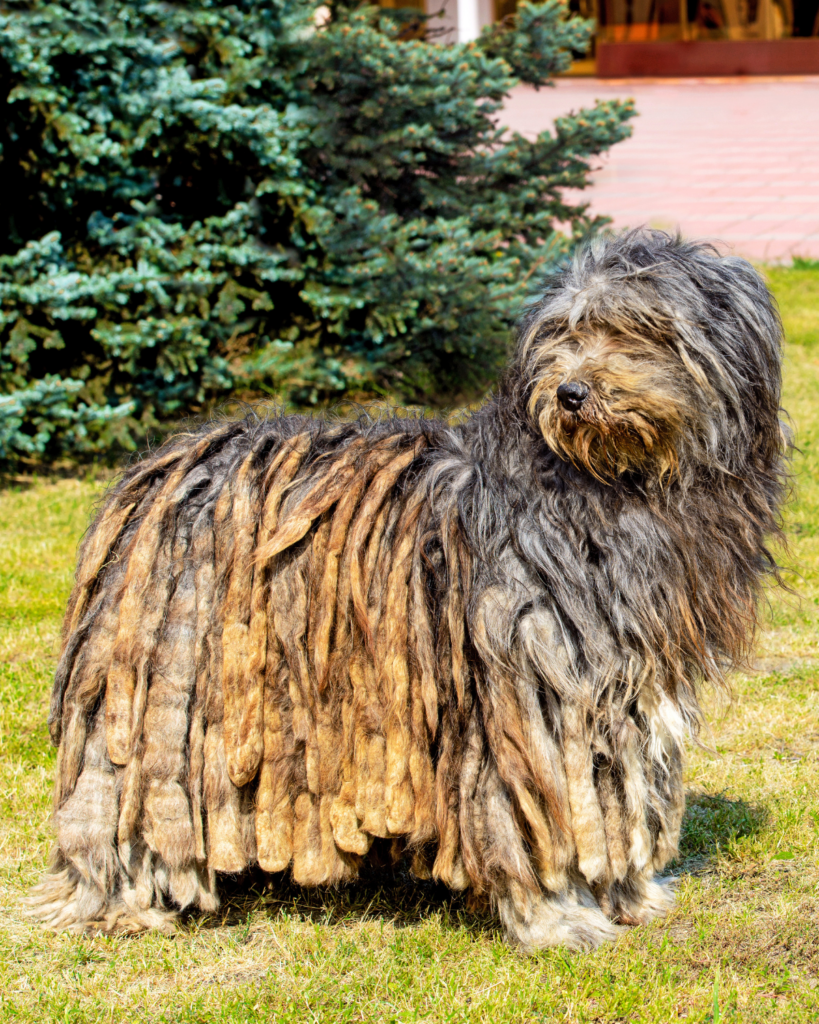 10+ Large Hypoallergenic Dog Breeds For Allergy Sufferers Rebarkable