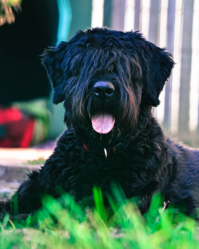 10+ Large Hypoallergenic Dog Breeds For Allergy Sufferers Rebarkable