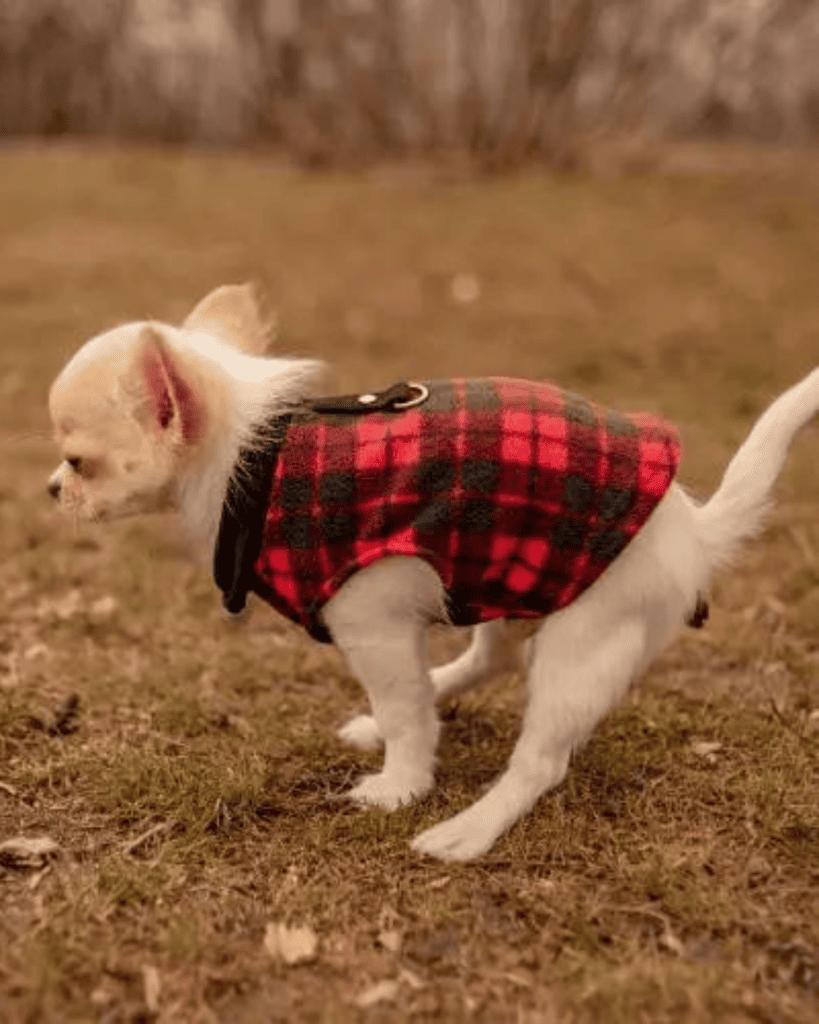 Is Puppy Poop Supposed to Be Soft? Understanding Your Puppy's Digestive