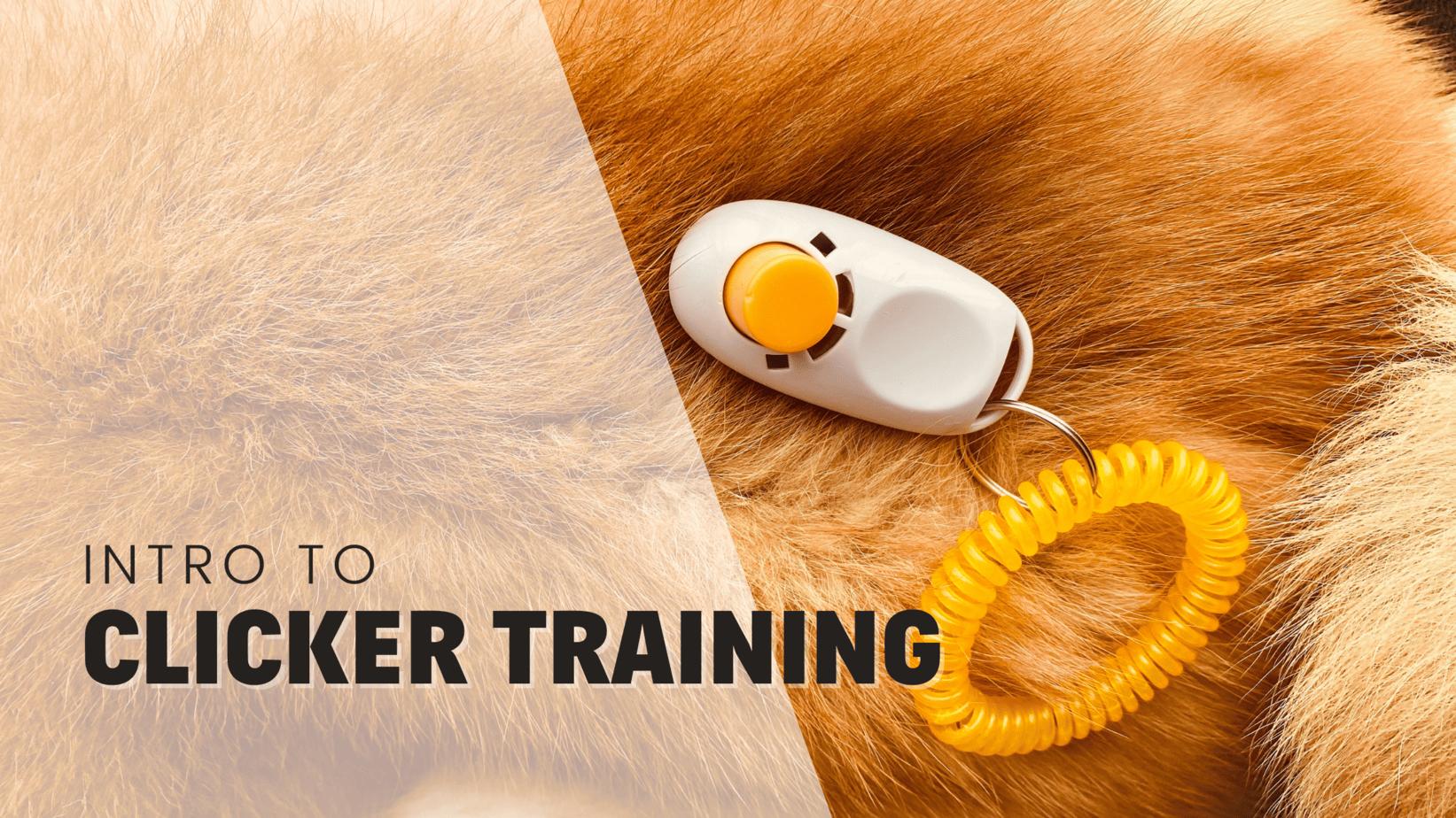 What Is Clicker Training For Dogs? Explained By A Trainer Rebarkable