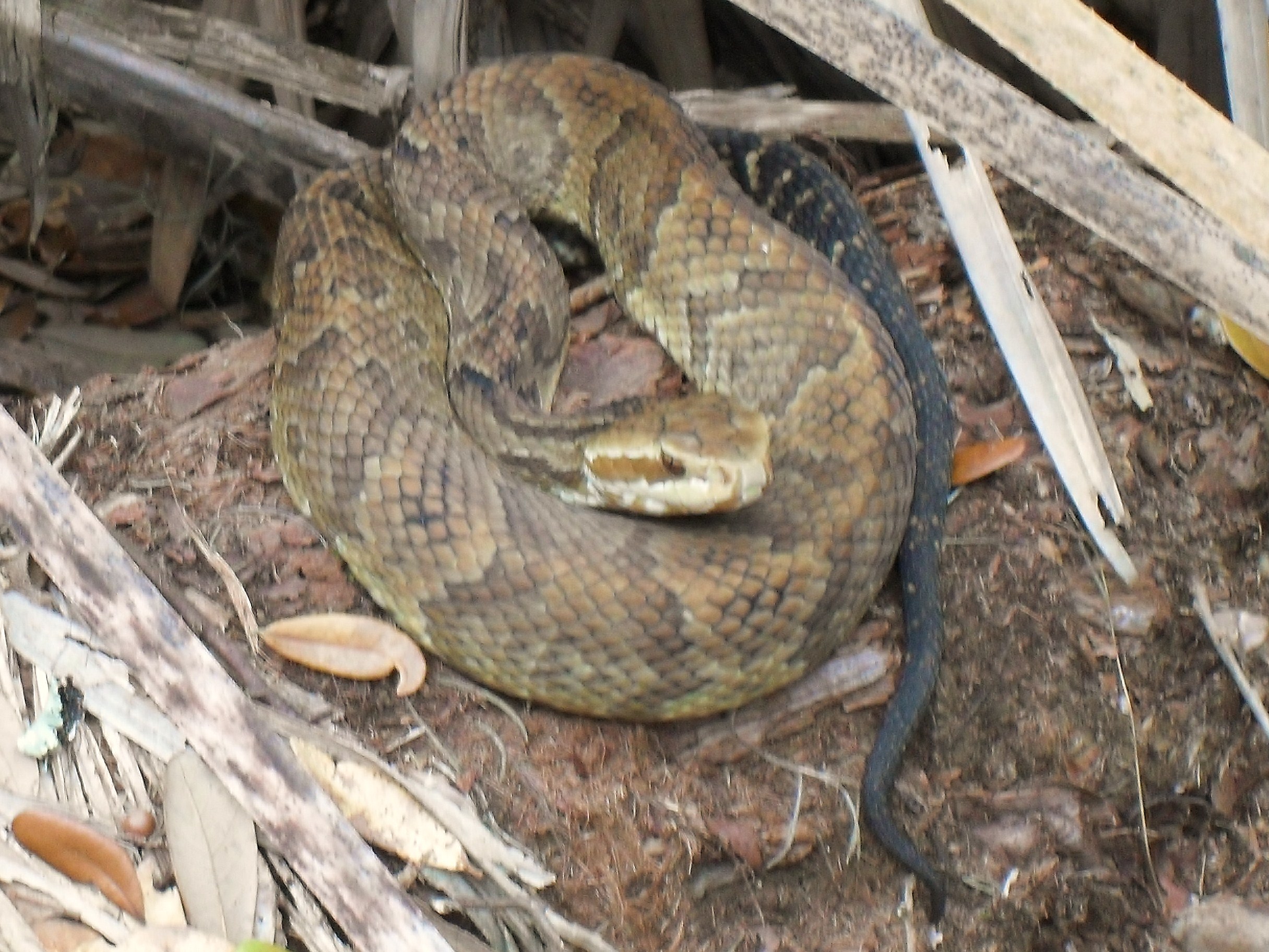 The Cooperative Cottonmouth Rebecca Heisman