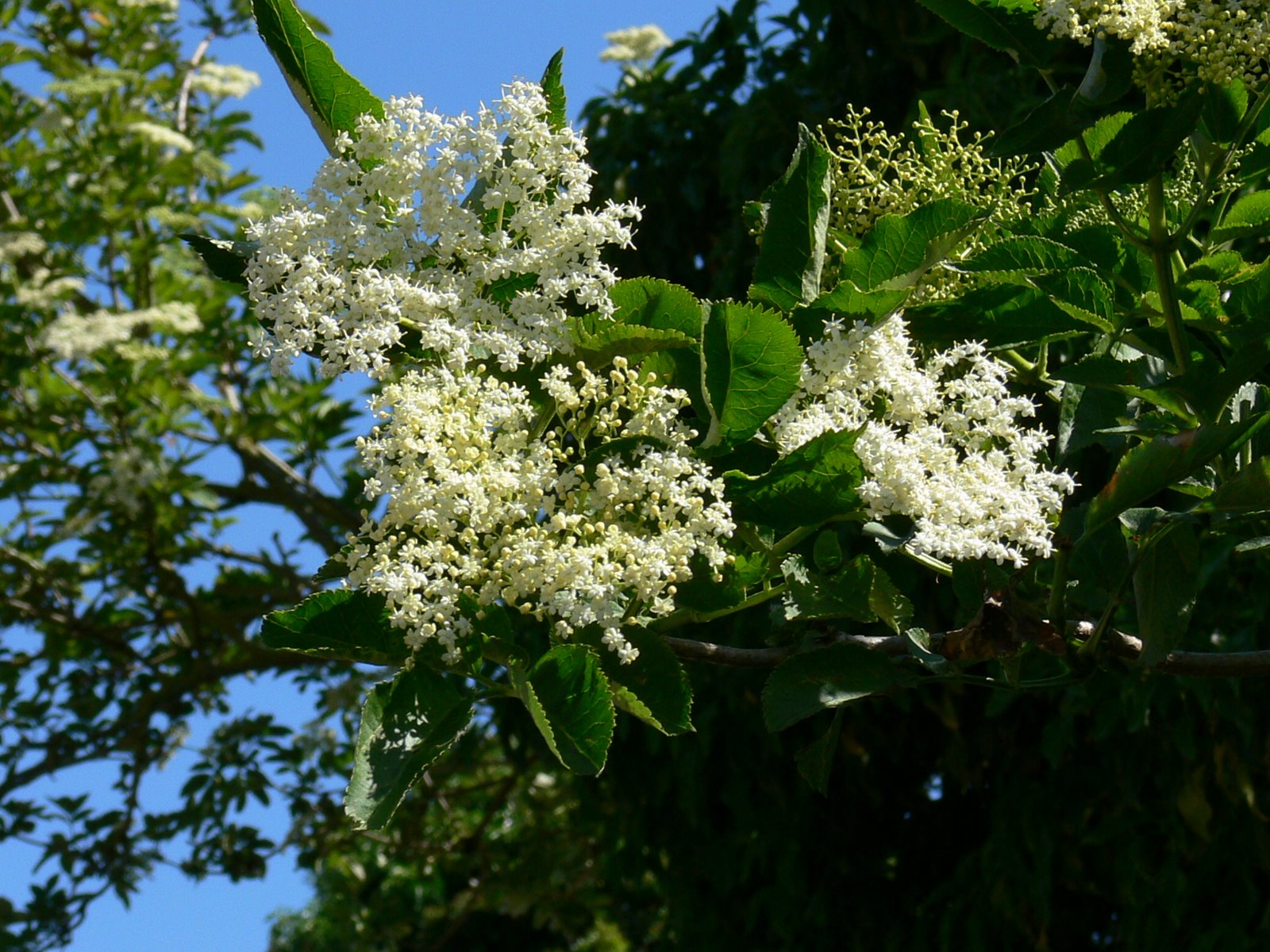 The Best Elderflower Cordial (I think) Rebecca May Johnson