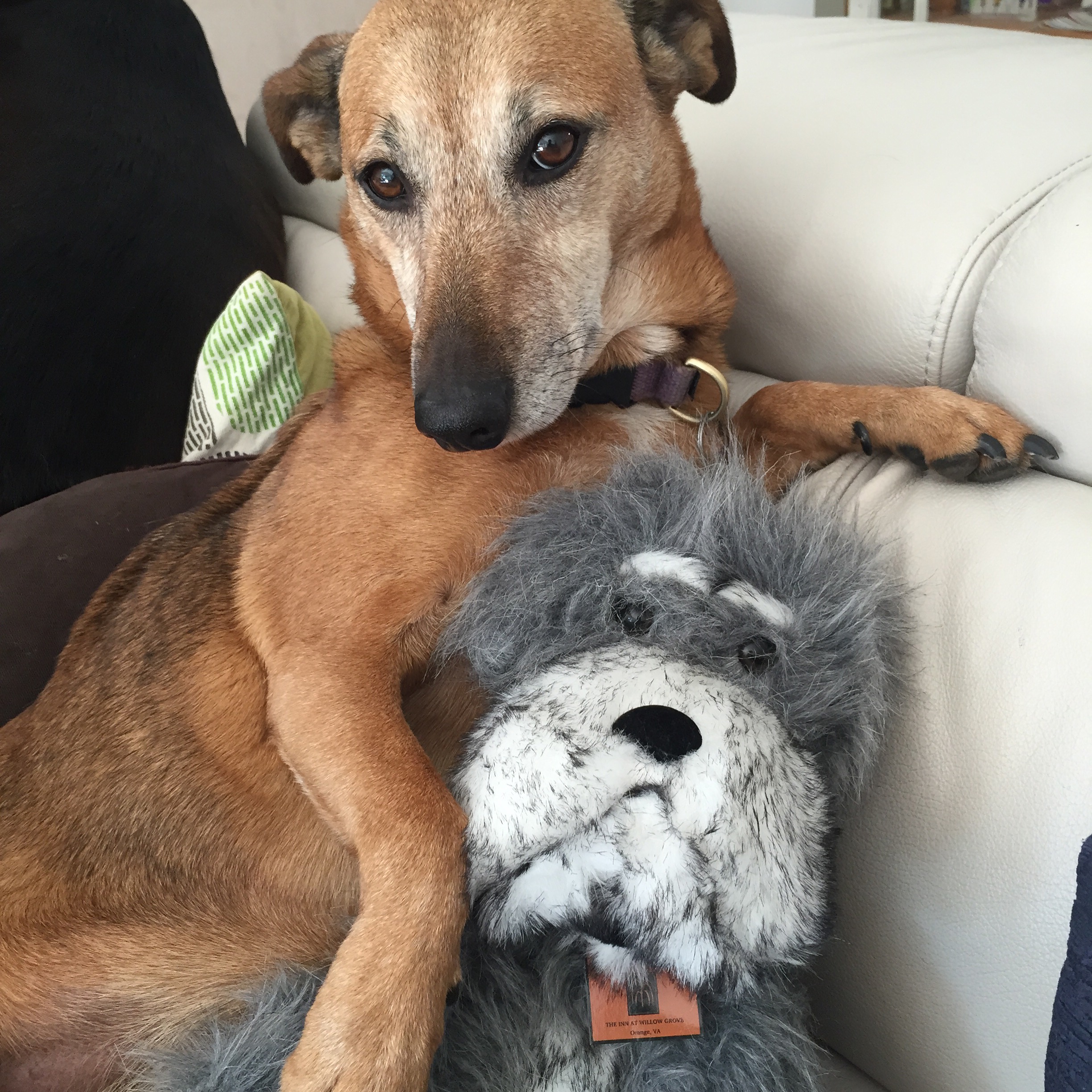 Irish wolfhound stuffed animal Rebekah Phillips