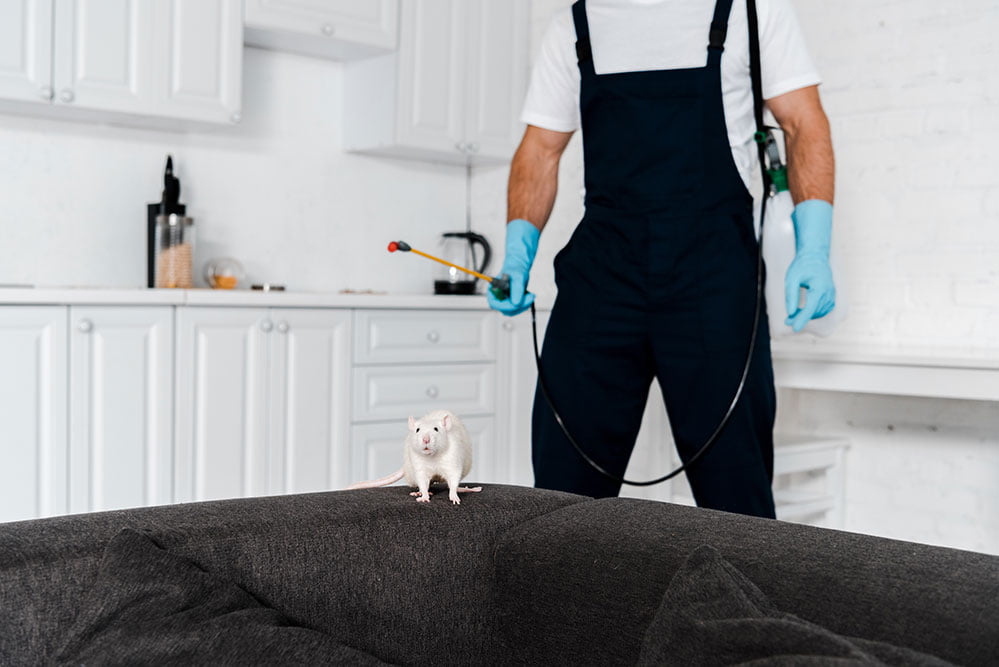 Las Vegas’s Best Pest Control Company Rebel Pest Control