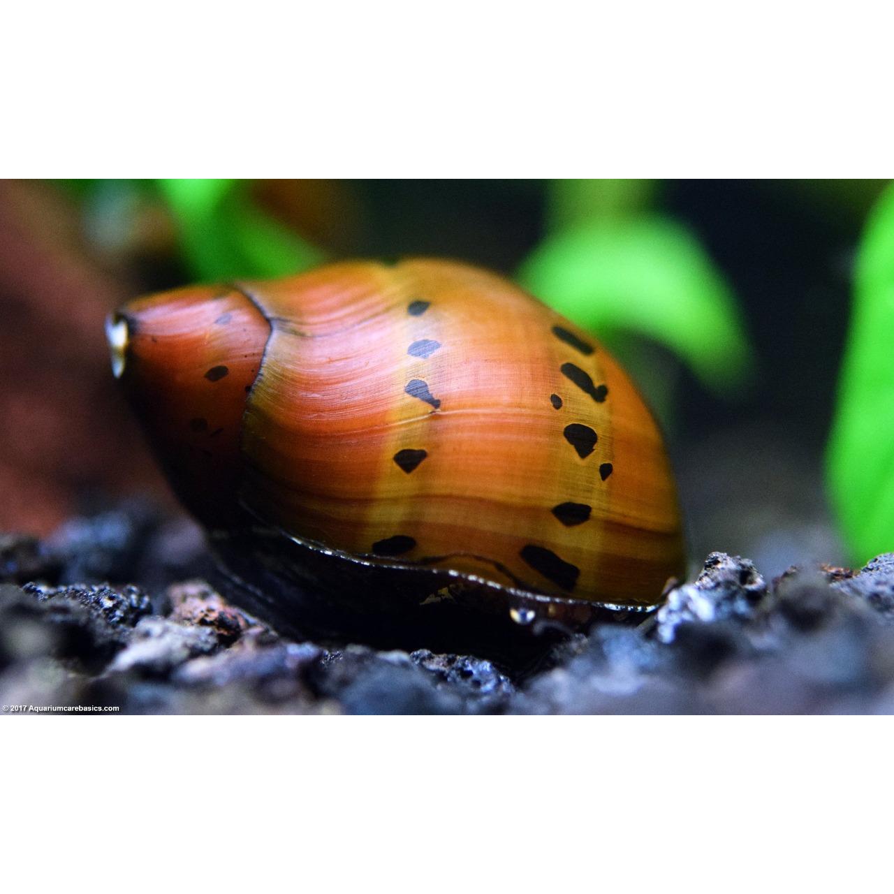 Spotted Nerite Snail • Rebel Pets