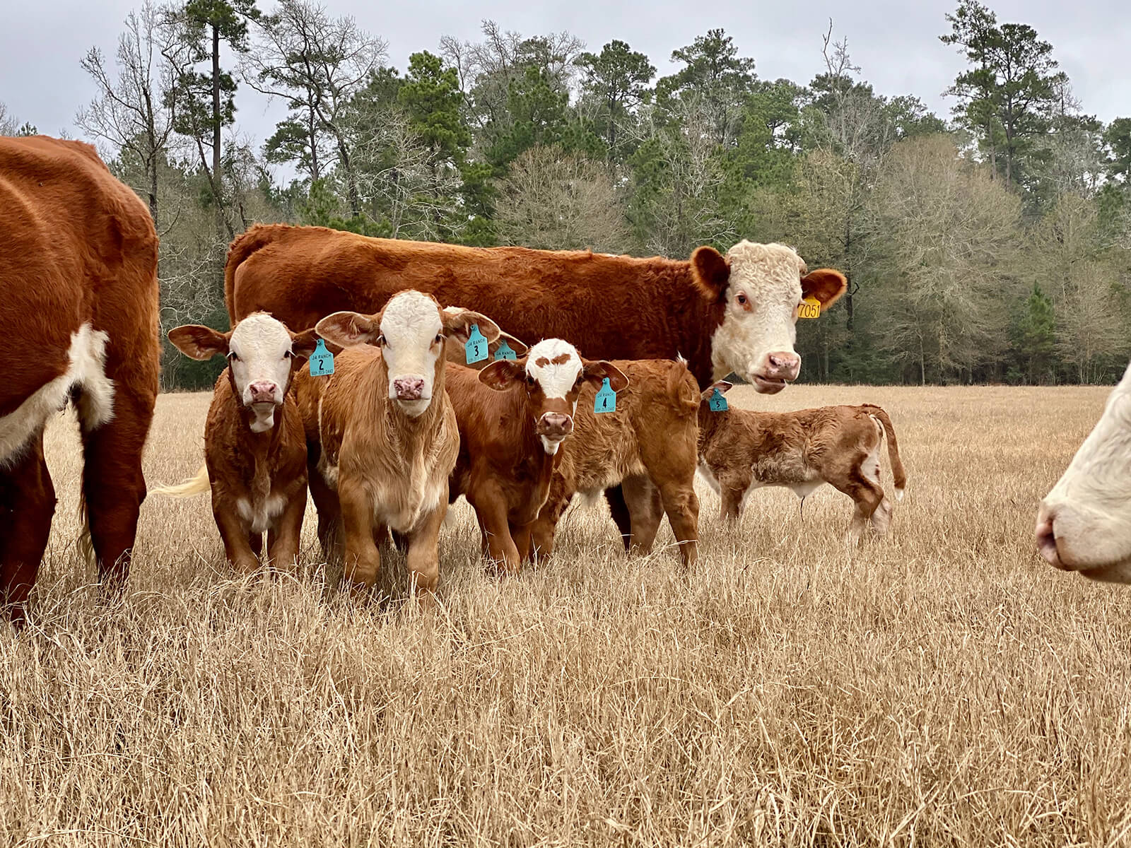 Home REB Tx Land & Cattle New Waverly, Texas