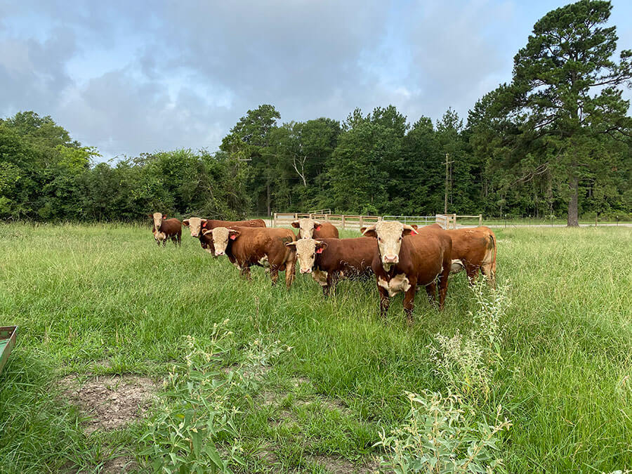 Photos REB Tx Land & Cattle New Waverly, Texas