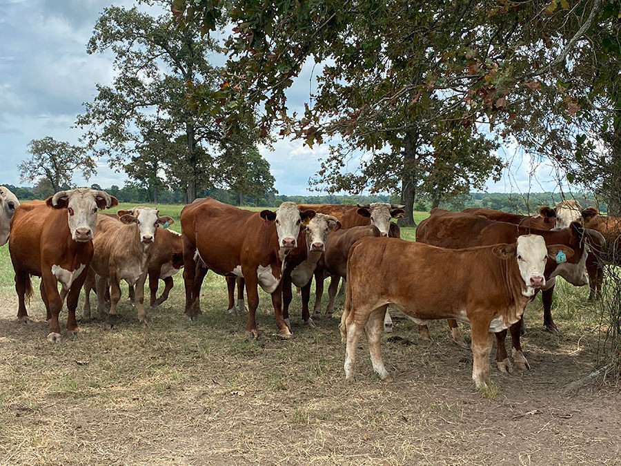 Photos REB Tx Land & Cattle New Waverly, Texas