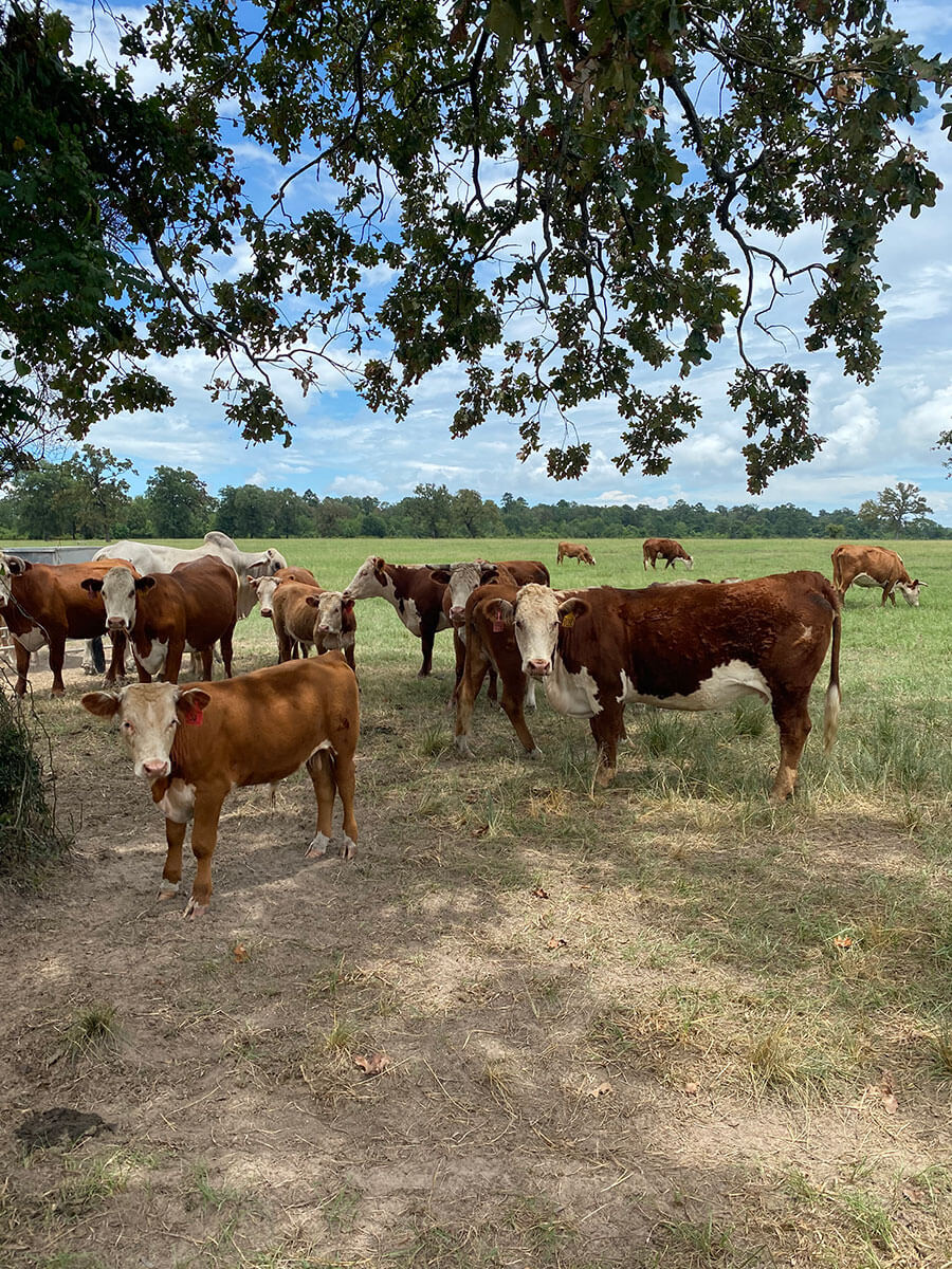 Photos REB Tx Land & Cattle New Waverly, Texas