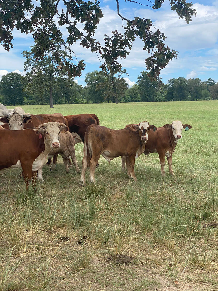 Photos REB Tx Land & Cattle New Waverly, Texas