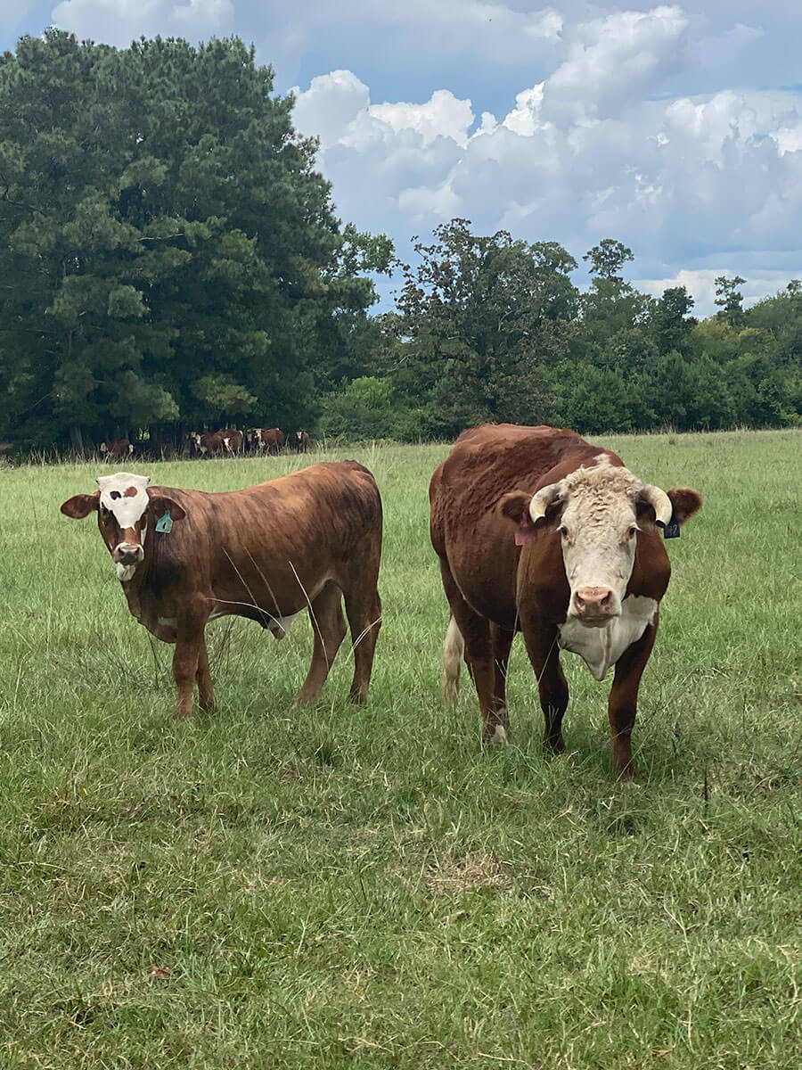 Photos REB Tx Land & Cattle New Waverly, Texas