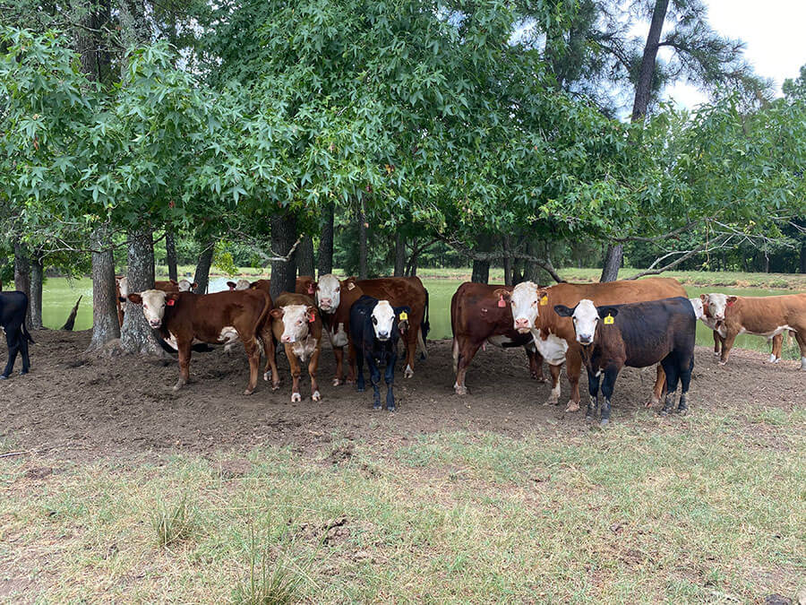 Photos REB Tx Land & Cattle New Waverly, Texas