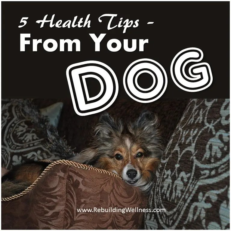 5 Health Tips From Your Dog Rebuilding Wellness