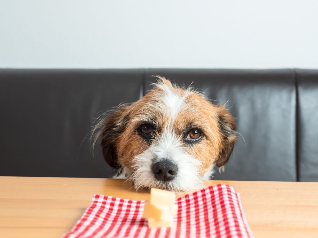 ¿Los perros pueden comer QUESO? RECETAS BARF